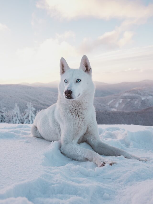 7 curiosidades sobre os lobos