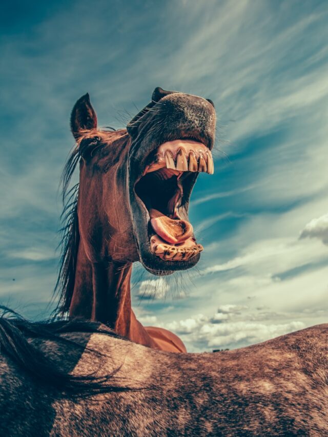 7 curiosidades sobre os cavalos