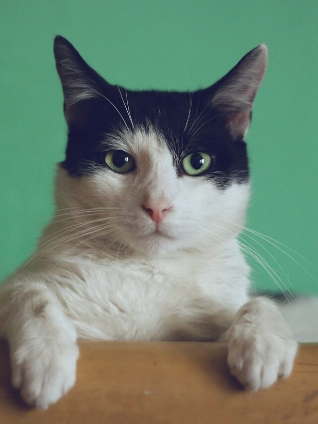 7 curiosidades sobre os gatos
