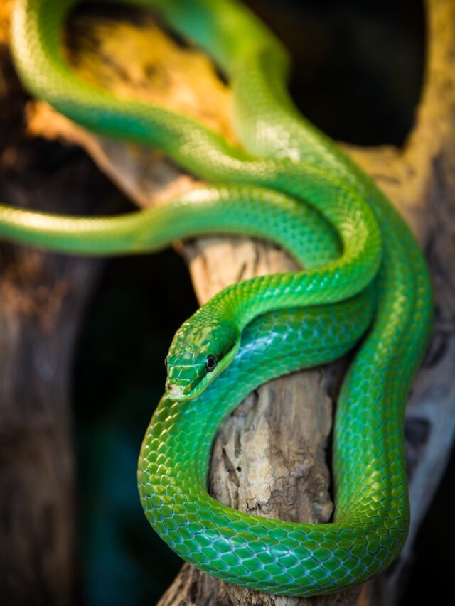 7 curiosidades sobre as cobras