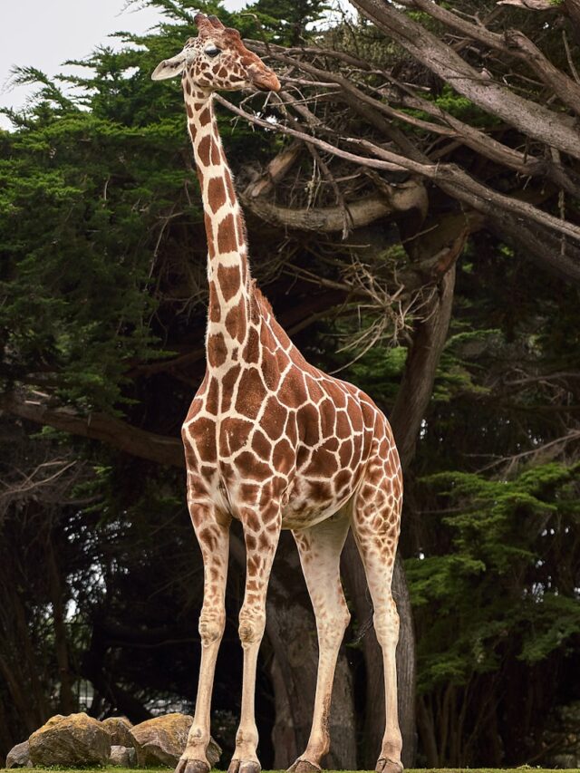 7 curiosidades sobre as girafas