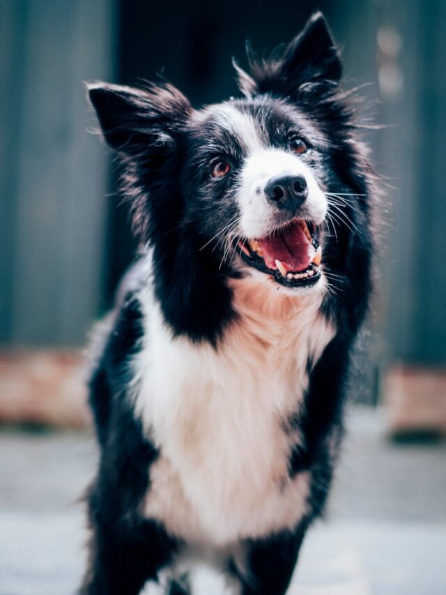 7 curiosidades sobre os cães
