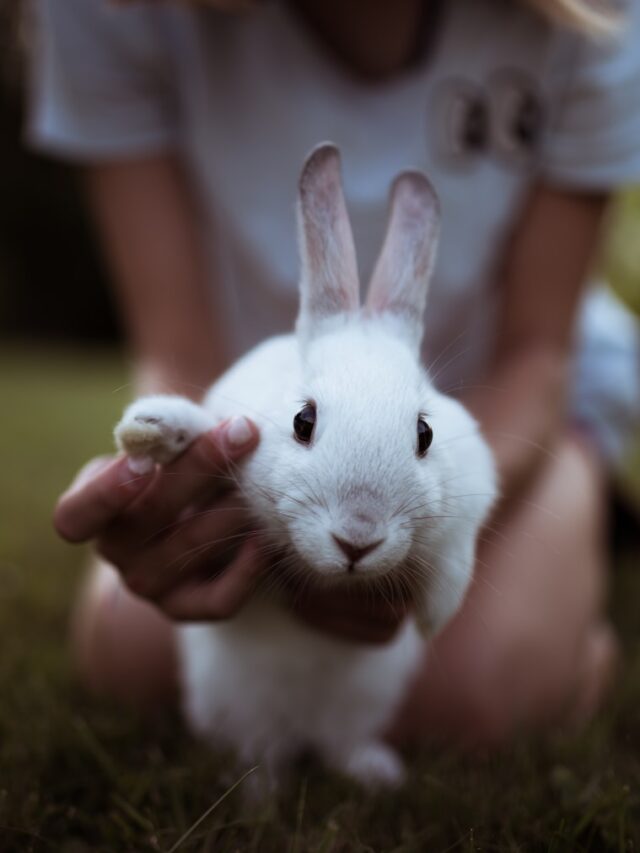 7 curiosidades sobre os coelhos